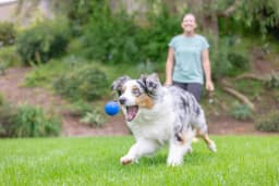 Chuckit! Sonic Ultra Squeaker Ball & Super Crunch Ball Fetch Dog Toy, Medium 2.5" for Dogs 20 to 60 lb, Blue, Pack - Thumbnail 2