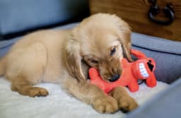 Multipet Smiling Loofa Plush Dog Toy with Squeaker, 6 inch - Thumbnail 9