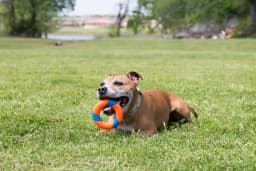 Chuckit! Ultra Ring Rubber Ultimate Chase and Fetch Dog Toy, Multicolor, Pack of 1, Compatible with Ring Chaser Launcher - Thumbnail 3