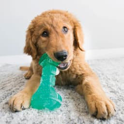 KONG® Squeezz Dental Stick, Cleans Teeth, Dog Toy, Medium - Thumbnail 2