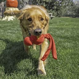 KONG® Wubba Squeaker Dog Toy, Red, Large - Thumbnail 2