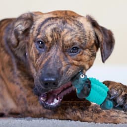 Aelflane Dog Toys for Aggressive Chewers,Indestructible Dog Toys,Durable/Tough Dog Chewing Toys for Large Breed,Blue - Thumbnail 2