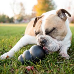 KONG® Classic Rubber Extreme Dog Toy for Power Chewers, Large, for Dogs Between 30-65 lbs - Thumbnail 2