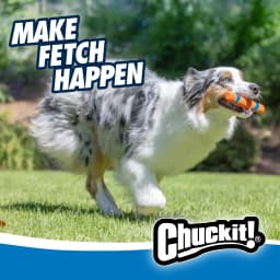 Chuckit! Ultra Fetch Stick Durable Rubber Interactive Outdoor Fetch Dog Toy, 12" for Dogs 10 to 120+ lb All Breeds, Orange and Blue, Pack - Thumbnail 6