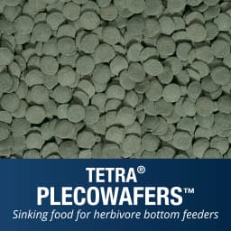 Tetra Pleco Wafers for Algae Eating Fish Sinking - Thumbnail 2