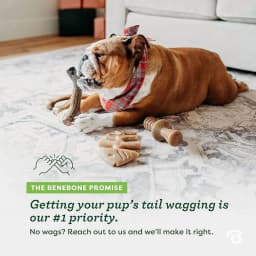 Benebone Medium 4 Pack Dog Chew Toys for - Thumbnail 6