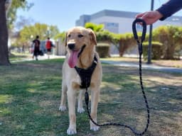 Rope Dog Leash 65 Ft with Comfortable Padded - Thumbnail 4