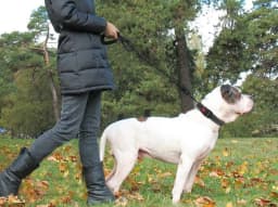 Rope Dog Leash 65 Ft with Comfortable Padded - Thumbnail 5