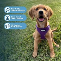 Voyager Step in Air Dog Harness All Weather Mesh - Thumbnail 5