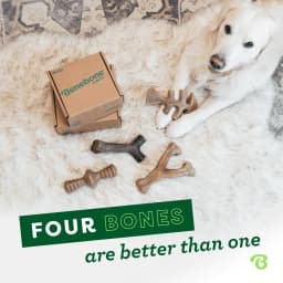 Benebone Medium 4 Pack Dog Chew Toys for - Thumbnail 2