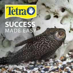 Tetra Pleco Wafers for Algae Eating Fish Sinking - Thumbnail 8
